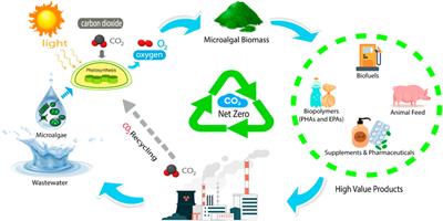 Microalgae-based wastewater treatment for developing economic and environmental sustainability: Current status and future prospects